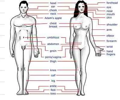 Corps humain - Human body - Vocabulaire anglais